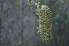 Alnus sieboldiana