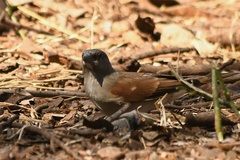 Passer griseus ugandae