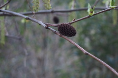 Alnus sieboldiana