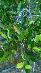 Mascarenhasia