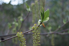 Alnus sieboldiana
