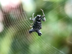 Micrathena triserrata