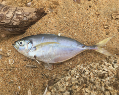Chloroscombrus orqueta