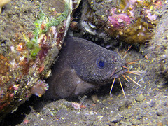 Brotula multibarbata