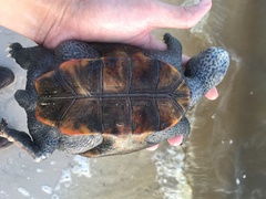 Malaclemys terrapin pileata