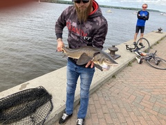 Acipenser fulvescens