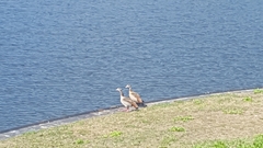 Alopochen aegyptiaca