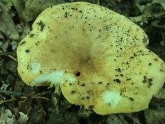 Russula ballouii