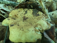 Russula ballouii