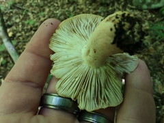 Russula ballouii