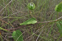 Passiflora urbaniana