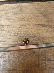 Harmonia axyridis