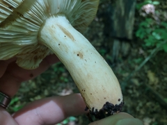 Russula ballouii