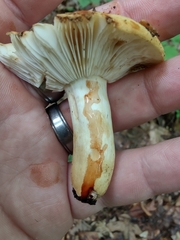 Russula ballouii