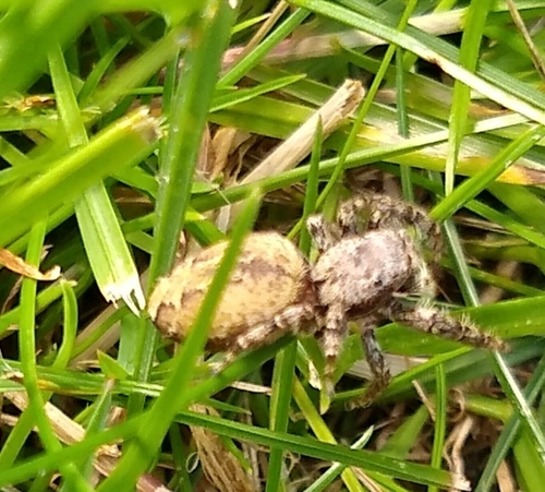 Fencepost jumping spider, Grootegast, photo 4 of 10
