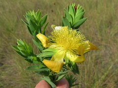 Hypericum terrae-firmae