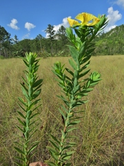 Hypericum terrae-firmae