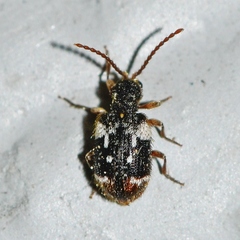 Ptinus