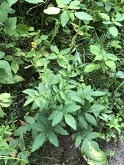 Agrimonia pubescens