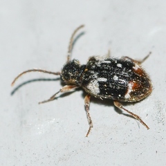 Ptinus