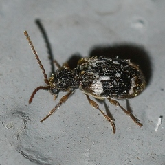 Ptinus