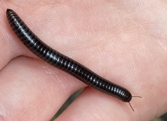 Cylindroiulus londinensis