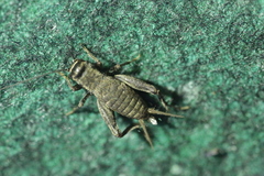 Modicogryllus frontalis