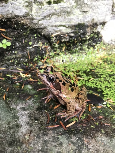 Grasfrosch