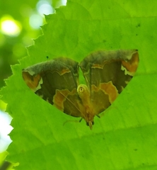 Eulithis pyropata