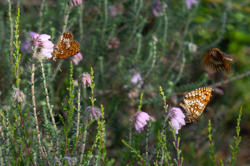 Heath Fritillary, Epe, Gelderland, Netherlands, photo 9 of 10