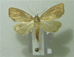 Coenobia rufa