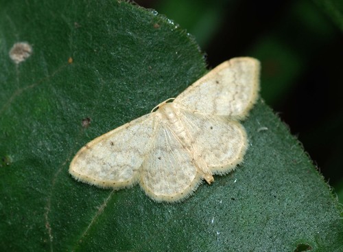 Tamsiakraštis Sprindžiukas nuotrauka