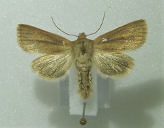 Denticucullus pygmina