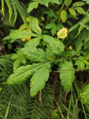 Artemisia lactiflora