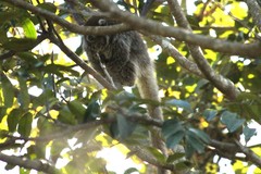 Plecturocebus donacophilus