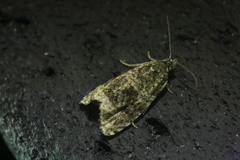 Syricoris