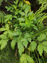 Artemisia lactiflora
