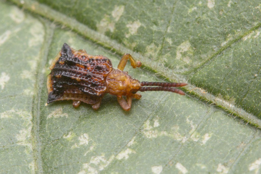 Oncocephala angulata
