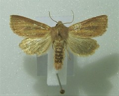 Denticucullus pygmina