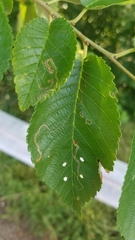 Stigmella multispicata