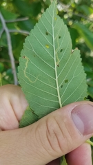 Stigmella multispicata