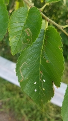 Stigmella multispicata