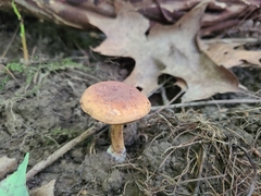 Cyanoboletus cyaneitinctus