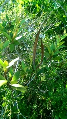 Mascarenhasia