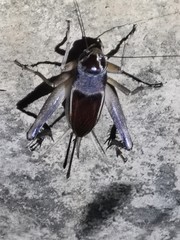 Teleogryllus mitratus