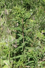 Chamaenerion angustifolium