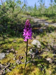 Dactylorhiza