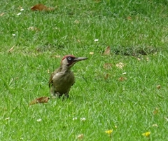 Picus viridis