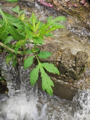 Artemisia lactiflora
