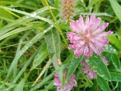 Trifolium medium